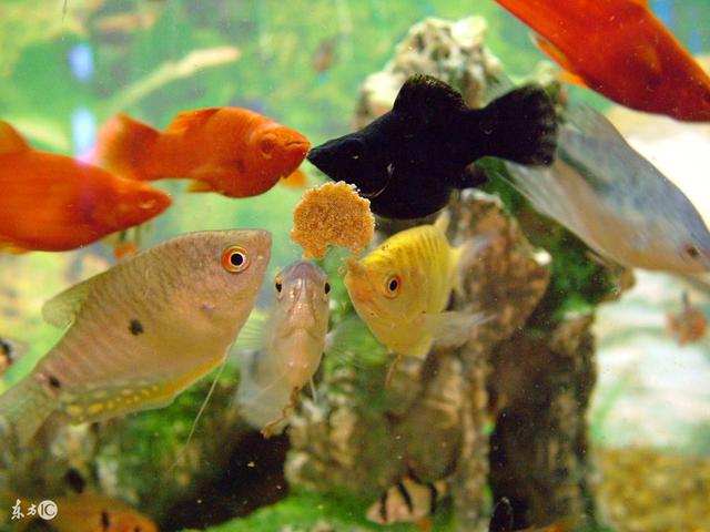 怎么看观赏鱼的年龄，观察鱼的年龄（会看日历的你看得懂鱼的日历么）