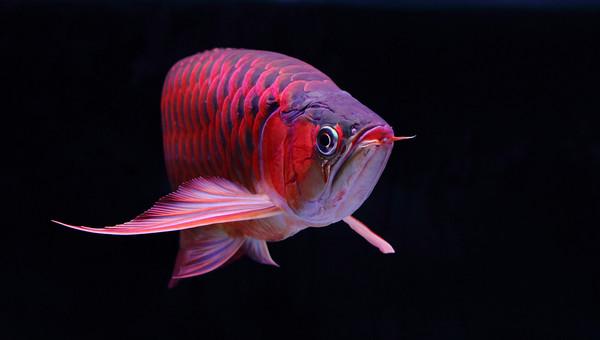 怎么看观赏鱼的年龄，观察鱼的年龄（会看日历的你看得懂鱼的日历么）