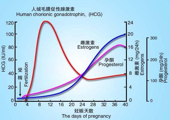 孕酮和hcg参考值，孕三周孕酮和hcg参考值（正确认识HCG、孕酮、宫外孕）