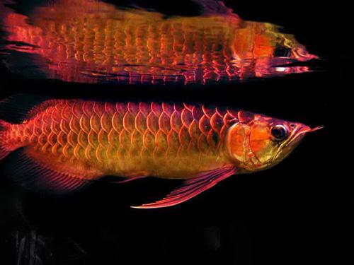 怎么看观赏鱼的年龄，观察鱼的年龄（会看日历的你看得懂鱼的日历么）