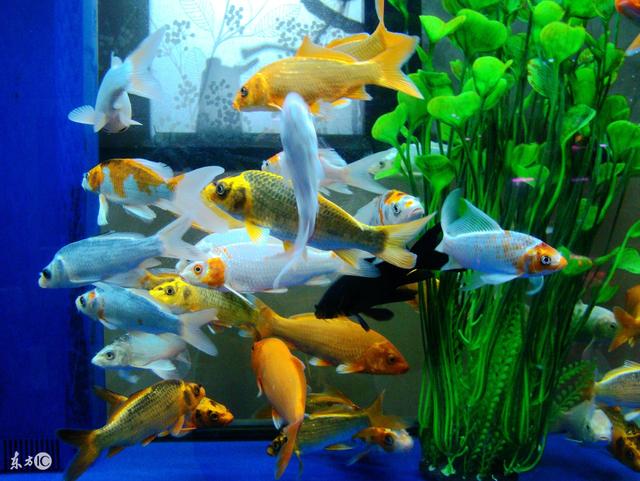 怎么看观赏鱼的年龄，观察鱼的年龄（会看日历的你看得懂鱼的日历么）