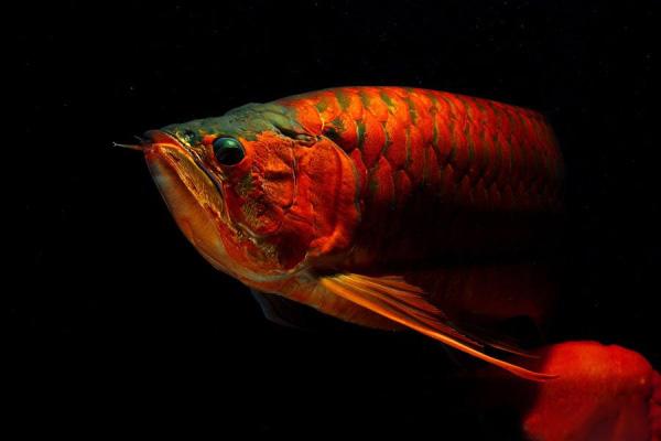 怎么看观赏鱼的年龄，观察鱼的年龄（会看日历的你看得懂鱼的日历么）