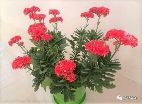 发财树浇水口诀，镇宅最灵的三种花（你的花大冬天也能绿油油、水灵灵）