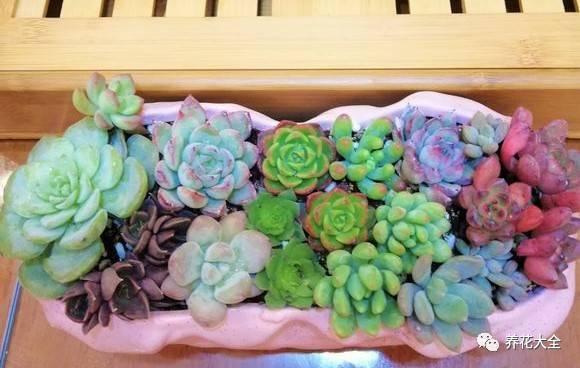 发财树浇水口诀，镇宅最灵的三种花（你的花大冬天也能绿油油、水灵灵）