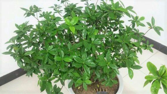 发财树浇水口诀，镇宅最灵的三种花（你的花大冬天也能绿油油、水灵灵）