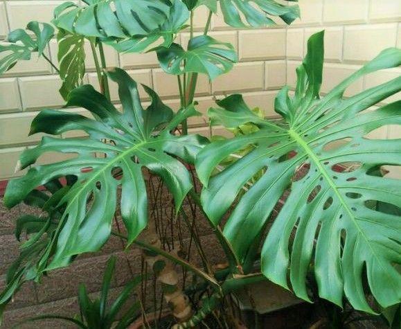 发财树浇水口诀，镇宅最灵的三种花（你的花大冬天也能绿油油、水灵灵）