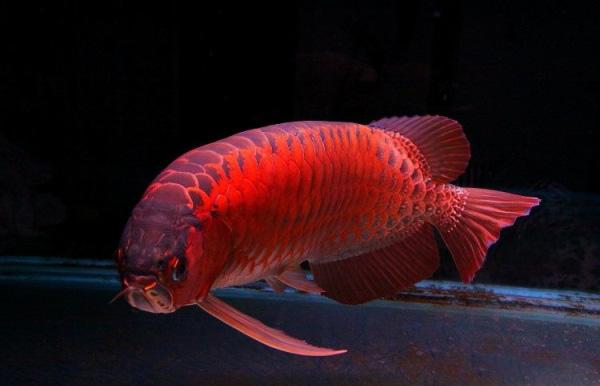 怎么看观赏鱼的年龄，观察鱼的年龄（会看日历的你看得懂鱼的日历么）