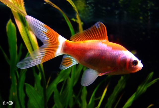 怎么看观赏鱼的年龄，观察鱼的年龄（会看日历的你看得懂鱼的日历么）