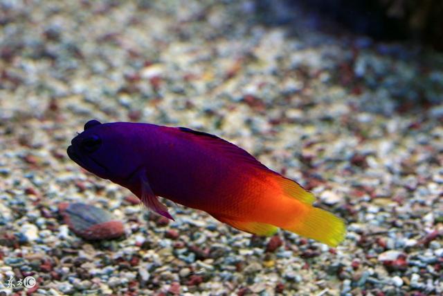 怎么看观赏鱼的年龄，观察鱼的年龄（会看日历的你看得懂鱼的日历么）