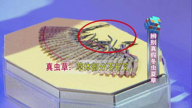 如何鉴别冬虫夏草，真假冬虫夏草的鉴别方法（四招教你辨别真假冬虫夏草！）