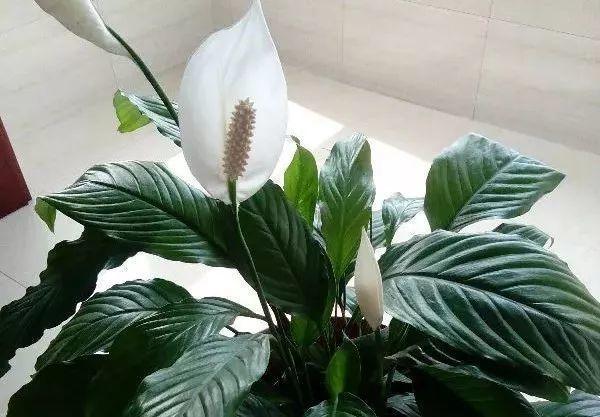 发财树浇水口诀，镇宅最灵的三种花（你的花大冬天也能绿油油、水灵灵）