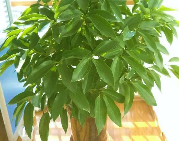 发财树浇水口诀，镇宅最灵的三种花（你的花大冬天也能绿油油、水灵灵）