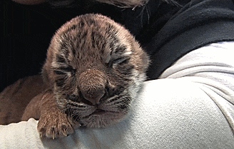 bear另一种意思中文，bear什么意思（从动物的baby名称说开去）