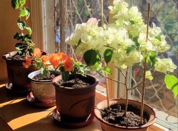 发财树浇水口诀，镇宅最灵的三种花（你的花大冬天也能绿油油、水灵灵）