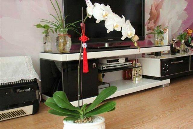 发财树浇水口诀，镇宅最灵的三种花（你的花大冬天也能绿油油、水灵灵）