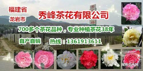 全冠香樟是什么意思，丛生全冠香樟（全冠香樟种植技术）