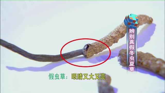 如何鉴别冬虫夏草，真假冬虫夏草的鉴别方法（四招教你辨别真假冬虫夏草！）