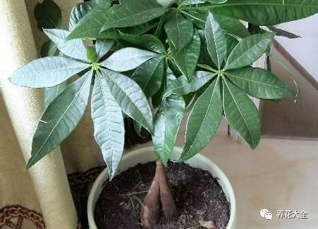 发财树浇水口诀，镇宅最灵的三种花（你的花大冬天也能绿油油、水灵灵）