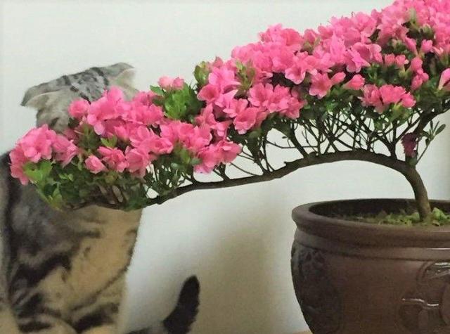 发财树浇水口诀，镇宅最灵的三种花（你的花大冬天也能绿油油、水灵灵）