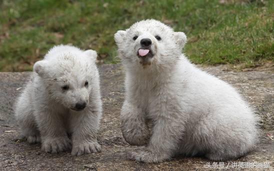 bear另一种意思中文，bear什么意思（从动物的baby名称说开去）