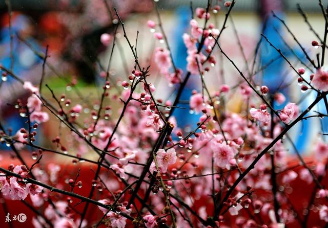 农历三月初一出生的男孩命运，农历3月初一出生的男孩（从农历出生月份看你的婚姻与运势）