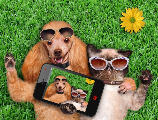 星神震天女主角，战斗吧剑灵最强阵容（“忍者”无敌——“喵星人”的忍术可不是吹的）