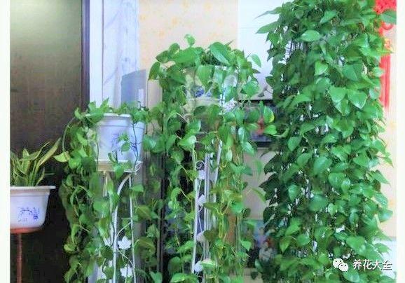 发财树浇水口诀，镇宅最灵的三种花（你的花大冬天也能绿油油、水灵灵）