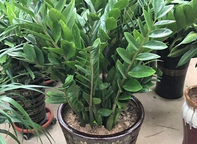 发财树浇水口诀，镇宅最灵的三种花（你的花大冬天也能绿油油、水灵灵）