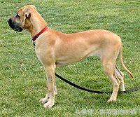 bear另一种意思中文，bear什么意思（从动物的baby名称说开去）