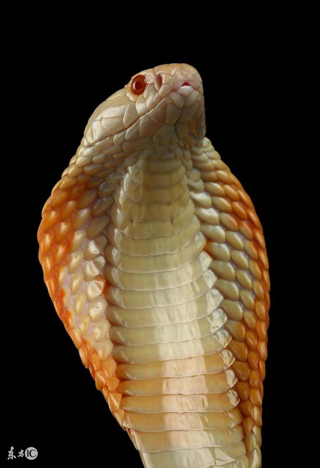 属猴40岁后有十年大运，属猴的人40岁会有好运吗（属猴的若有这贵人之助）