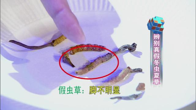 如何鉴别冬虫夏草，真假冬虫夏草的鉴别方法（四招教你辨别真假冬虫夏草！）