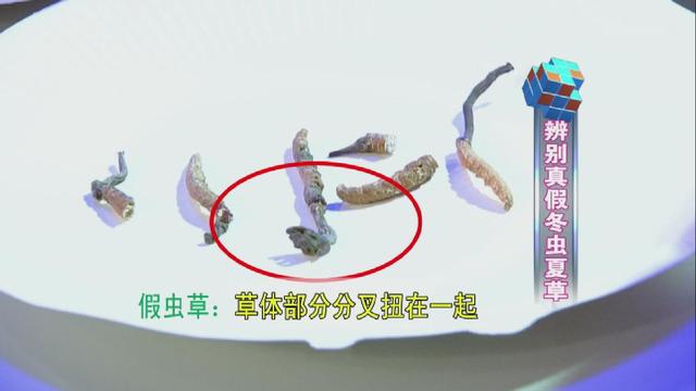 如何鉴别冬虫夏草，真假冬虫夏草的鉴别方法（四招教你辨别真假冬虫夏草！）