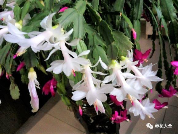 发财树浇水口诀，镇宅最灵的三种花（你的花大冬天也能绿油油、水灵灵）