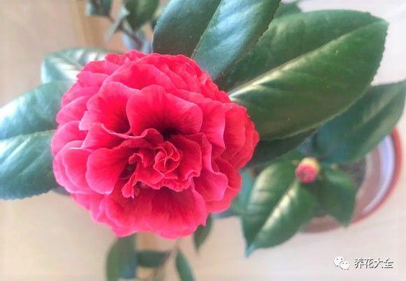 发财树浇水口诀，镇宅最灵的三种花（你的花大冬天也能绿油油、水灵灵）