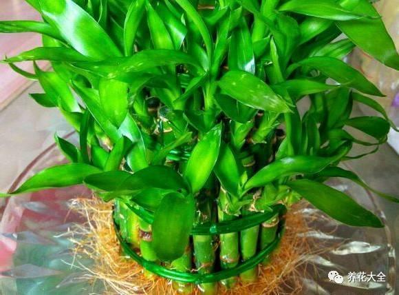发财树浇水口诀，镇宅最灵的三种花（你的花大冬天也能绿油油、水灵灵）