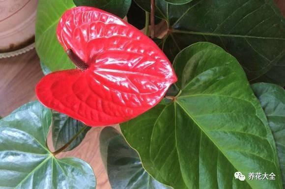 发财树浇水口诀，镇宅最灵的三种花（你的花大冬天也能绿油油、水灵灵）