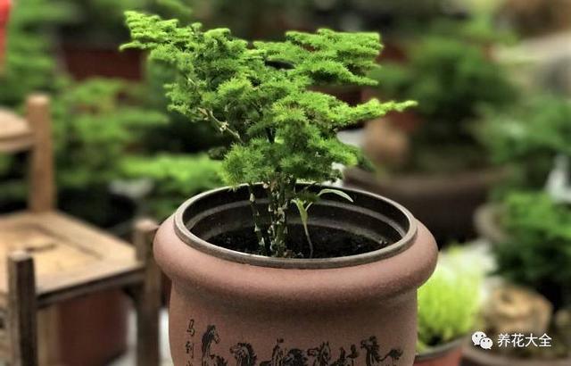 发财树浇水口诀，镇宅最灵的三种花（你的花大冬天也能绿油油、水灵灵）