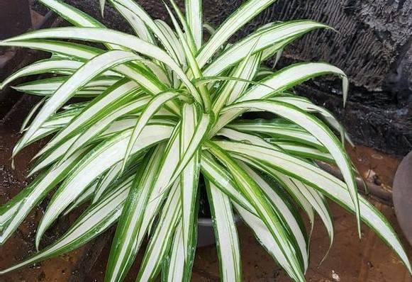 发财树浇水口诀，镇宅最灵的三种花（你的花大冬天也能绿油油、水灵灵）