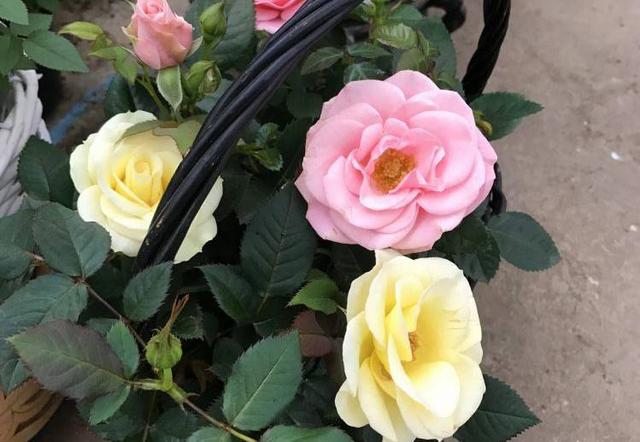 发财树浇水口诀，镇宅最灵的三种花（你的花大冬天也能绿油油、水灵灵）