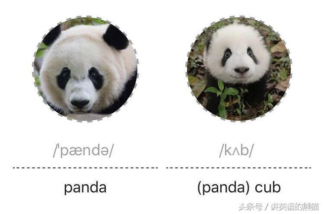 bear另一种意思中文，bear什么意思（从动物的baby名称说开去）