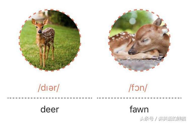 bear另一种意思中文，bear什么意思（从动物的baby名称说开去）