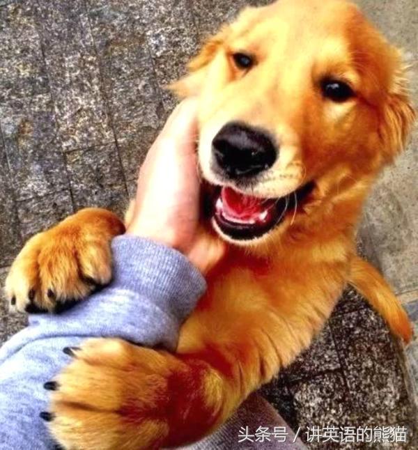 bear另一种意思中文，bear什么意思（从动物的baby名称说开去）