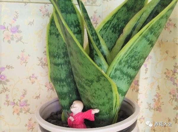 发财树浇水口诀，镇宅最灵的三种花（你的花大冬天也能绿油油、水灵灵）