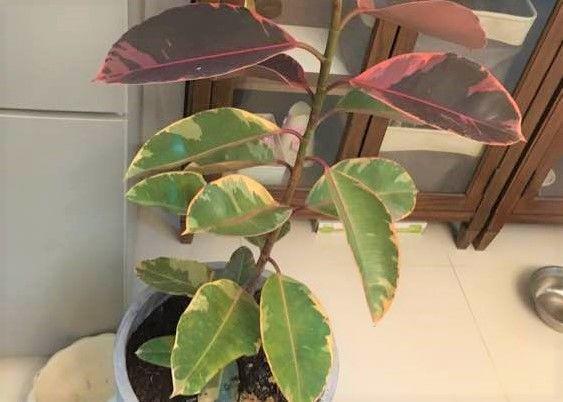 发财树浇水口诀，镇宅最灵的三种花（你的花大冬天也能绿油油、水灵灵）