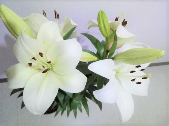 发财树浇水口诀，镇宅最灵的三种花（你的花大冬天也能绿油油、水灵灵）