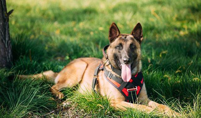 什么是西帕凯犬，西帕基犬为什么少（第一种就让你觉得不可思议）