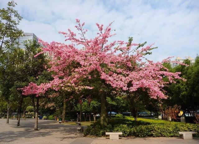 广州brt最旺的二个站，如今，在广州坐BRT这么酷炫