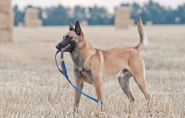 什么是西帕凯犬，西帕基犬为什么少（第一种就让你觉得不可思议）