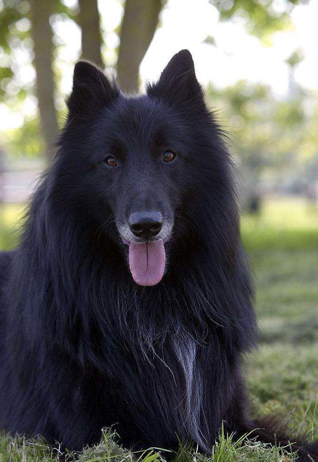 什么是西帕凯犬，西帕基犬为什么少（第一种就让你觉得不可思议）