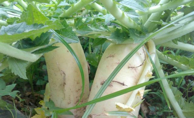 水煮白萝卜减肥法，吃水煮菜能减肥吗（冬天最应该常吃的菜）